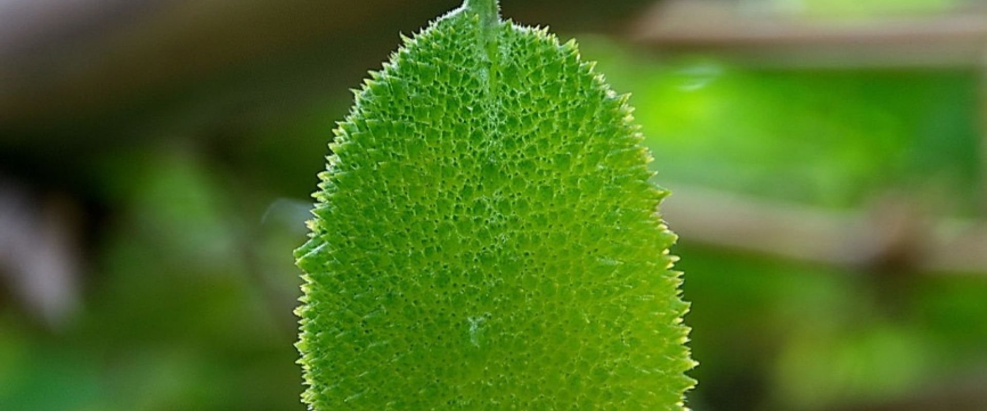 bfvapea Main Page 20 000 (1)