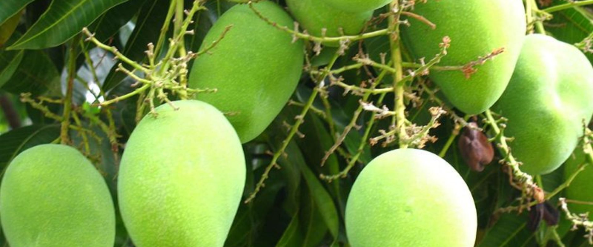 bfvapea Main Page 14 000 (10)