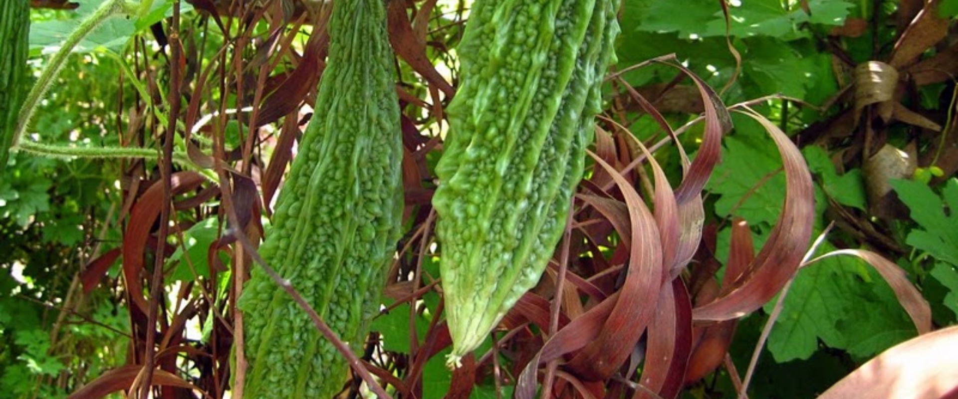 bfvapea Main Page 15 000 (11)