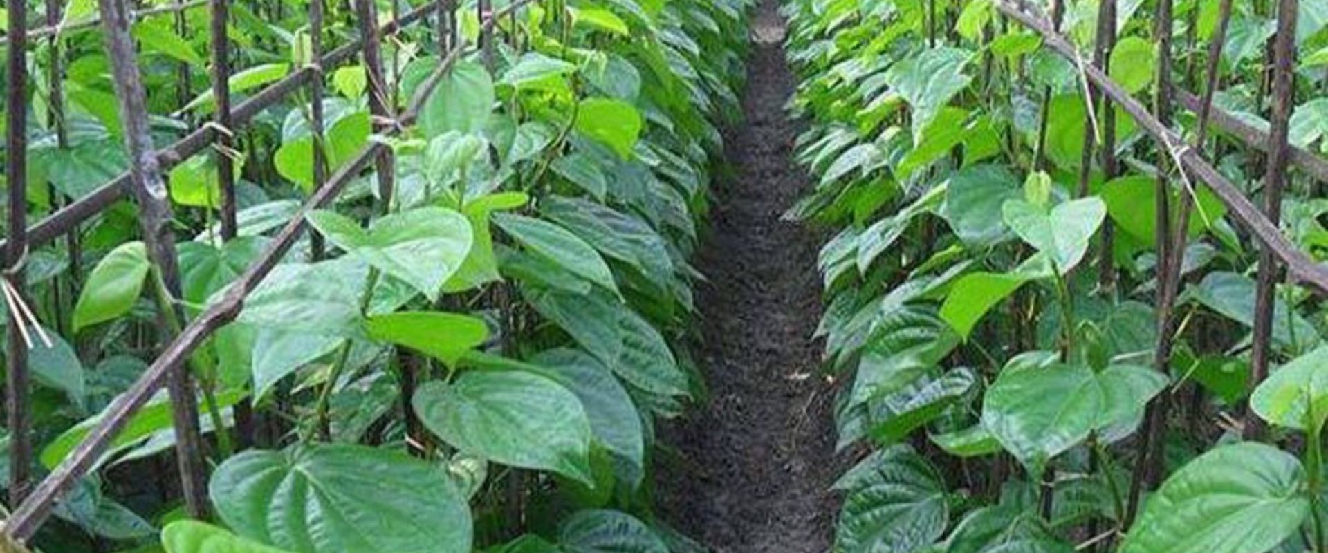 bfvapea Main Page 16 000 (12)