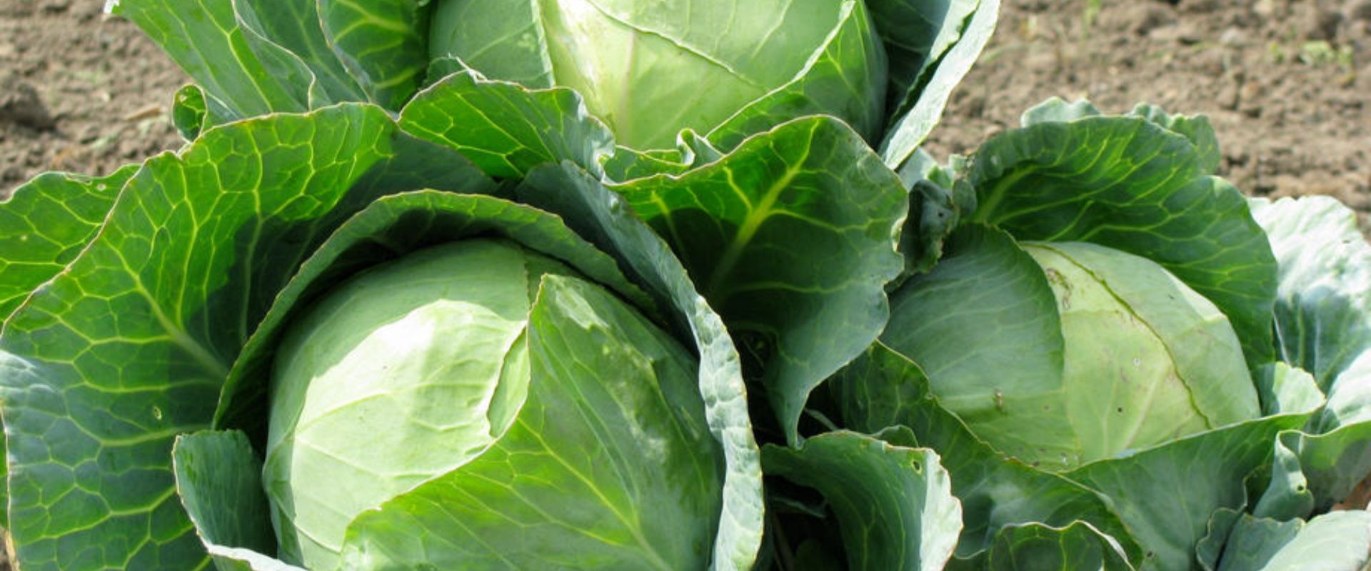 bfvapea Main Page 17 000 (13)