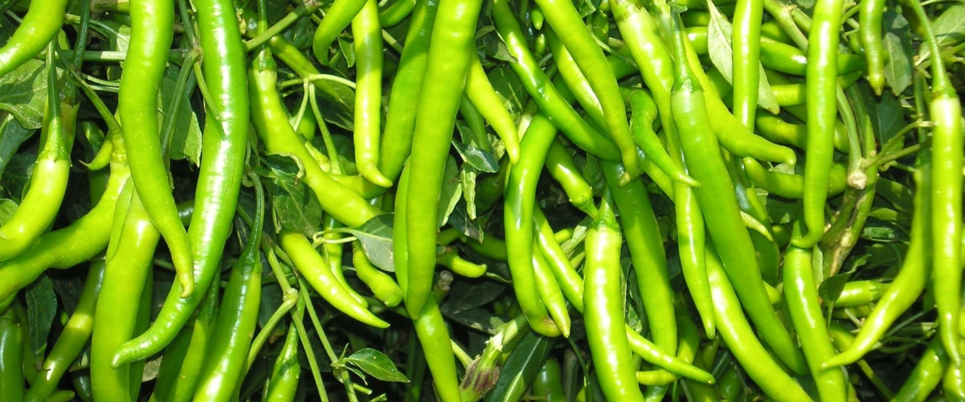 bfvapea Main Page 19 000 (14)