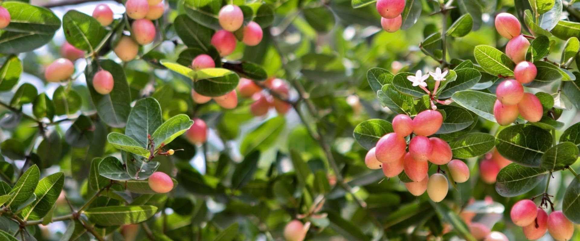 bfvapea Main Page 8 000 (3)