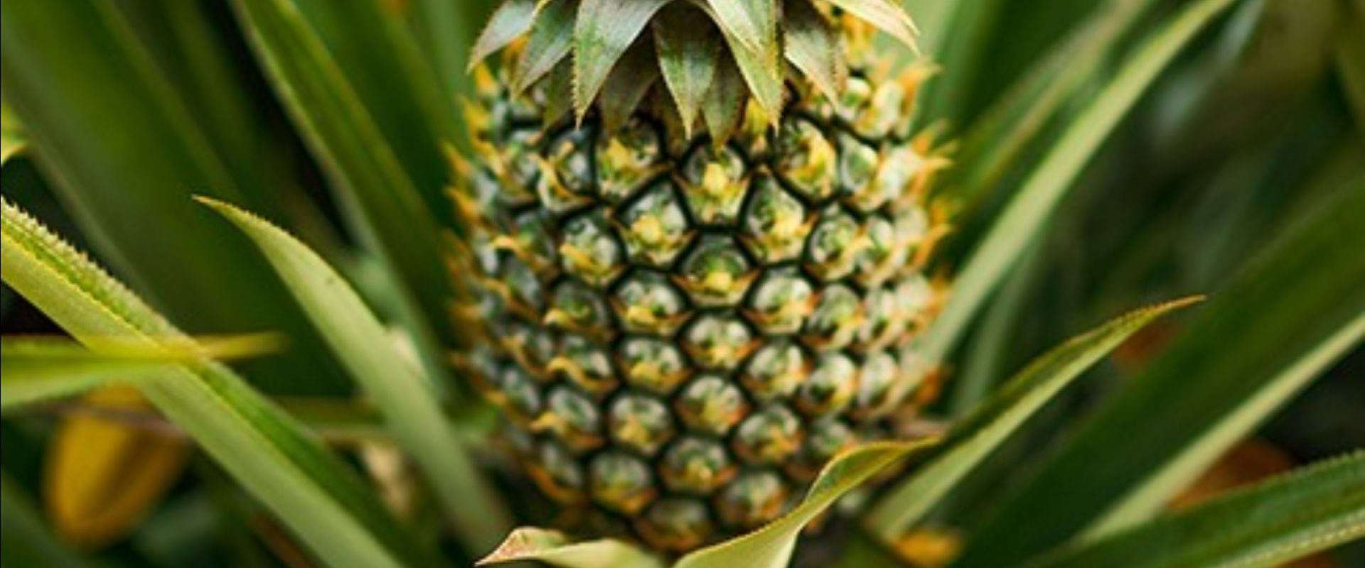 bfvapea Main Page 18 000 (4)