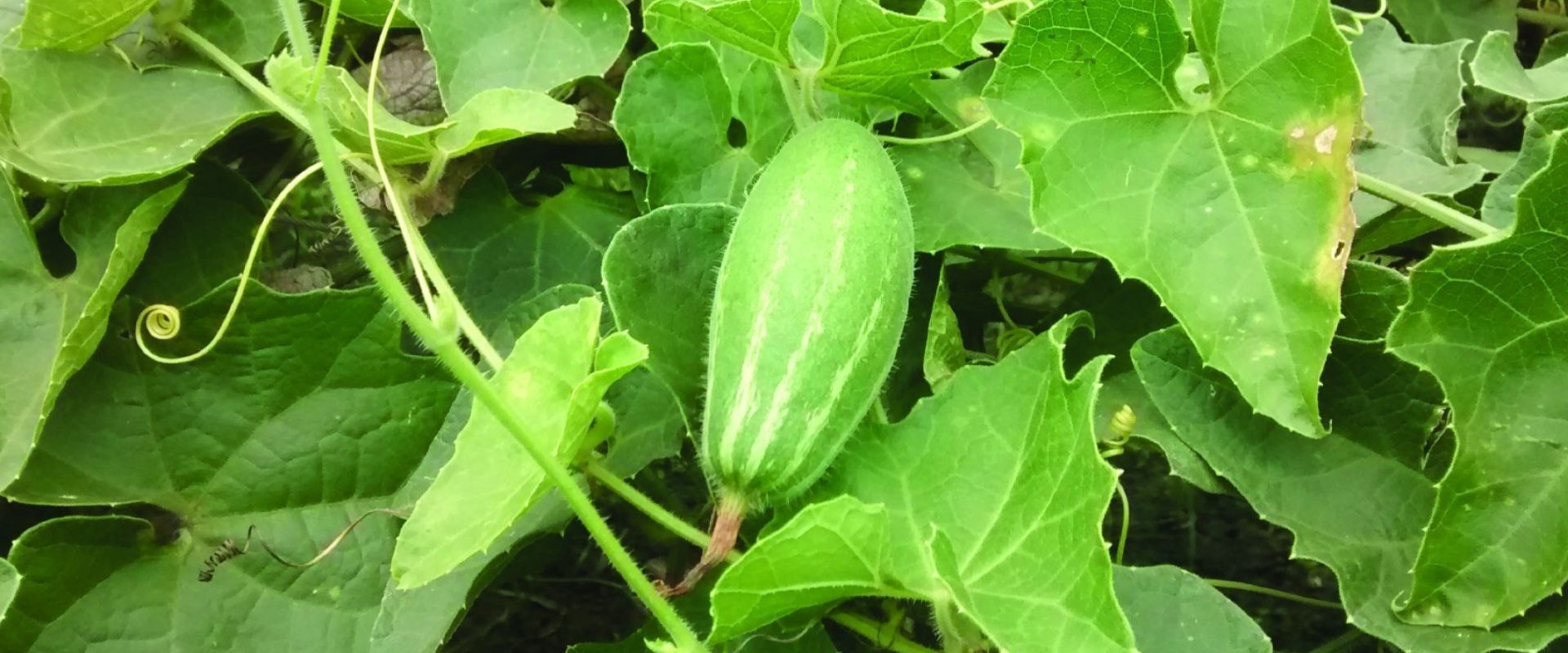 bfvapea Main Page 10 000 (6)