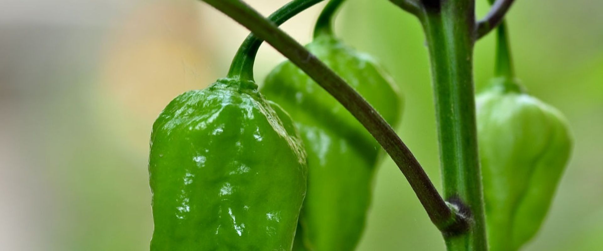 bfvapea Main Page 11 000 (7)