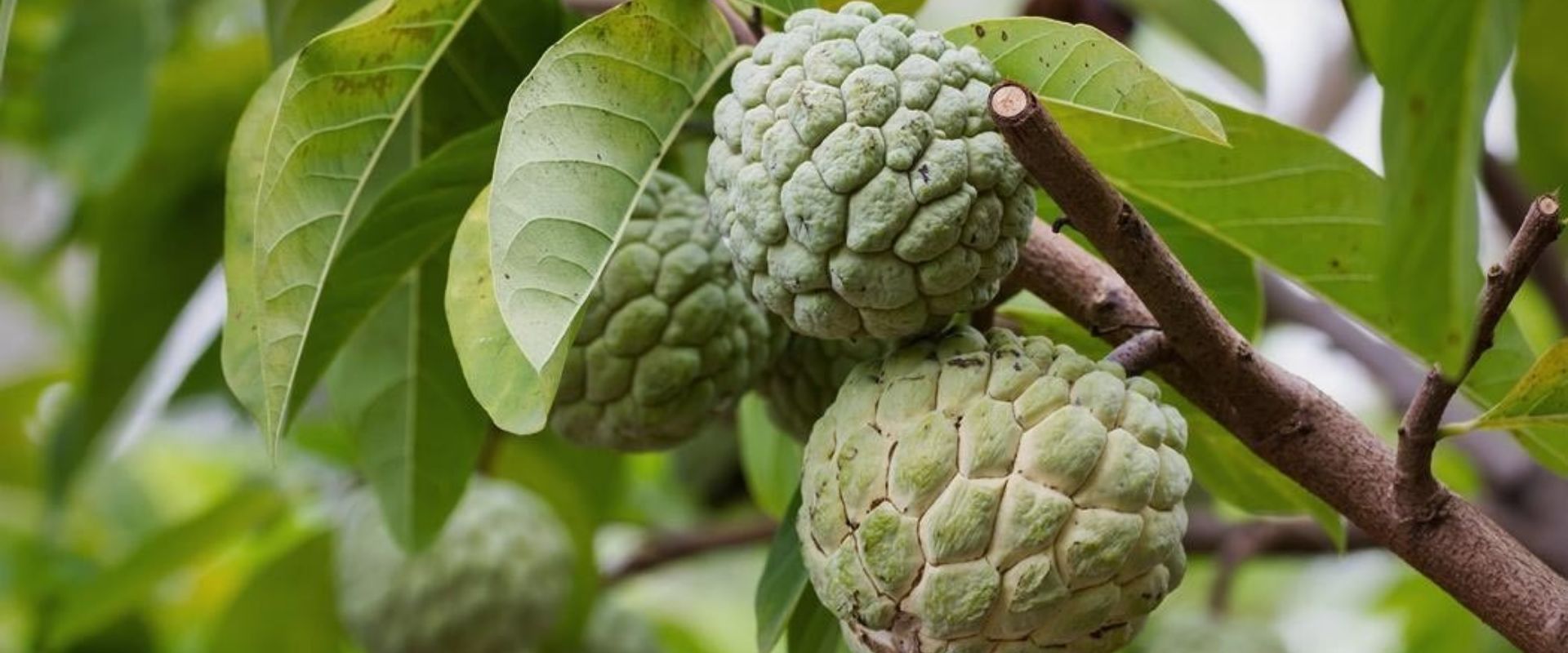 bfvapea Main Page 12 000 (8)