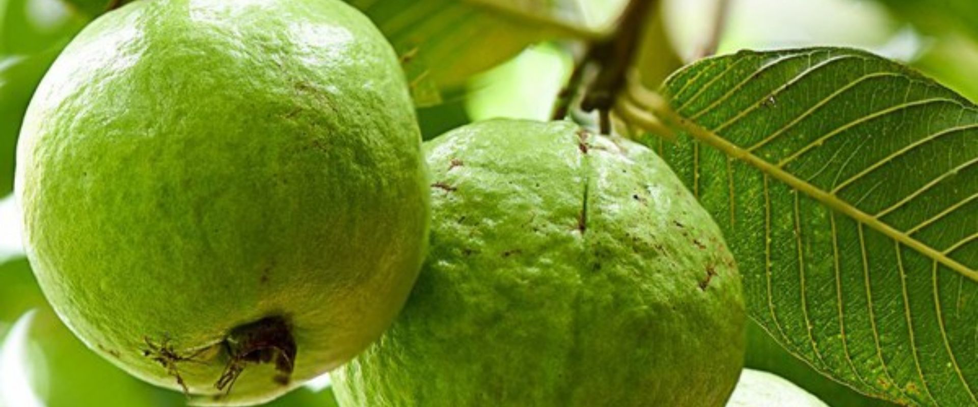 bfvapea Main Page 13 000 (9)